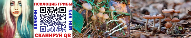 цены   Вилюйск  Псилоцибиновые грибы Psilocybine cubensis 